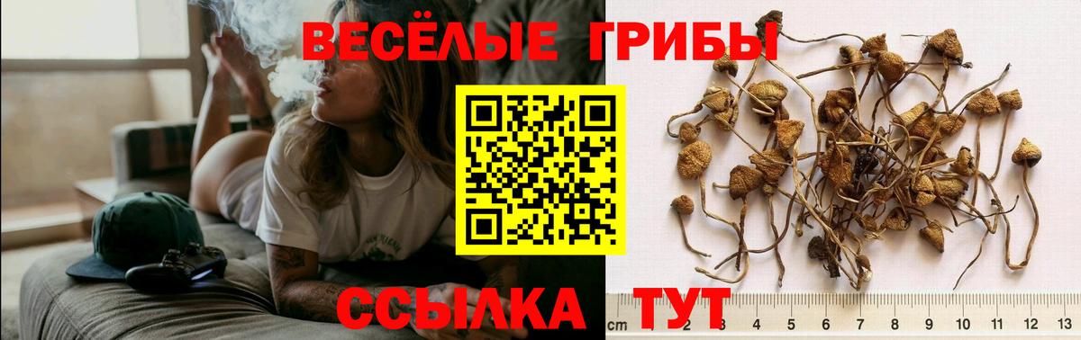 Галлюциногенные грибы прущие грибы Екатеринбург